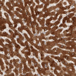 Invitrogen DHRS7 Polyclonal Antibody 100 &mu;L; Unconjugated:Antibodies,
