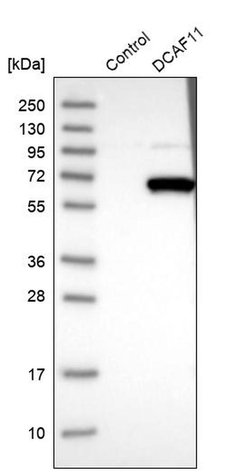 WDR23 Polyclonal Antibody:Antibodies, Polyclonal