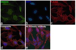 Invitrogen DNAJC6 Polyclonal Antibody 100 &mu;L; Unconjugated:Antibodies,