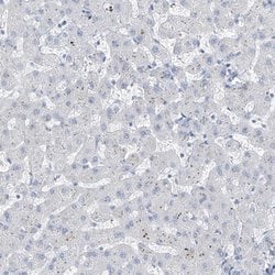 RSPH4A Polyclonal Antibody:Antibodies, Polyclonal