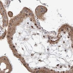 Invitrogen BYSL Polyclonal Antibody 100 &mu;L; Unconjugated:Antibodies,