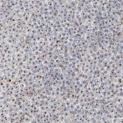 Invitrogen BYSL Polyclonal Antibody 100 &mu;L; Unconjugated:Antibodies,