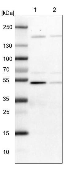 Invitrogen BYSL Polyclonal Antibody 100 &mu;L; Unconjugated:Antibodies,