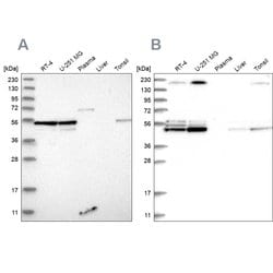 Invitrogen BYSL Polyclonal Antibody 100 &mu;L; Unconjugated:Antibodies,
