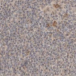Invitrogen BYSL Polyclonal Antibody 100 &mu;L | Buy Online | Invitrogen&trade; | Fisher Scientific
