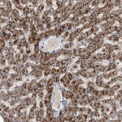 Invitrogen FIR Polyclonal Antibody 100 &mu;L; Unconjugated:Antibodies,