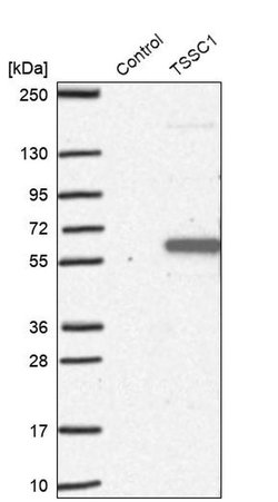 TSSC1 Polyclonal Antibody, Invitrogen&trade;