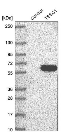 TSSC1 Polyclonal Antibody, Invitrogen&trade;