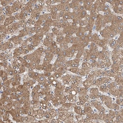 Invitrogen MDGA1 Polyclonal Antibody 100 &mu;L; Unconjugated:Antibodies,