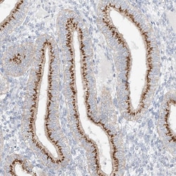 Invitrogen BSDC1 Polyclonal Antibody 100 &mu;L; Unconjugated:Antibodies,