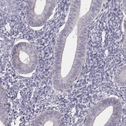 Invitrogen UBL4B Polyclonal Antibody 100 &mu;L; Unconjugated:Antibodies,