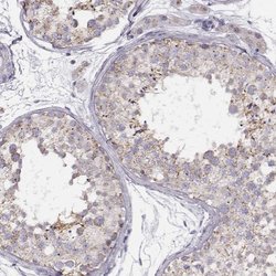 Invitrogen UBL4B Polyclonal Antibody 100 &mu;L; Unconjugated:Antibodies,