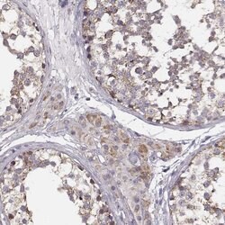Invitrogen UBL4B Polyclonal Antibody 100 &mu;L; Unconjugated:Antibodies,
