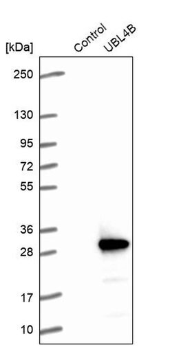 Invitrogen UBL4B Polyclonal Antibody 100 &mu;L; Unconjugated:Antibodies,