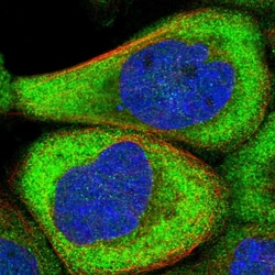 Invitrogen CPNE5 Polyclonal Antibody 100 &mu;L; Unconjugated:Antibodies,