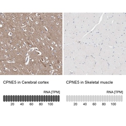 Invitrogen CPNE5 Polyclonal Antibody 100 &mu;L; Unconjugated:Antibodies,