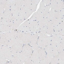 Invitrogen CPNE5 Polyclonal Antibody 100 &mu;L; Unconjugated:Antibodies,