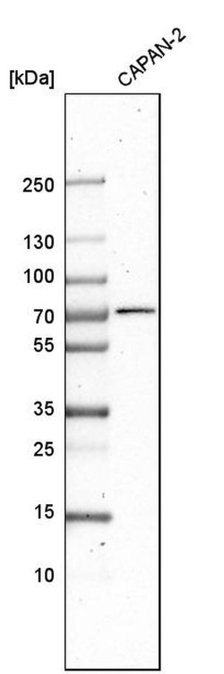 Invitrogen DDX43 Polyclonal Antibody 100 &mu;L; Unconjugated:Antibodies,