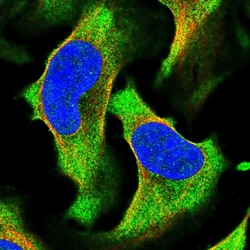 PREP Polyclonal Antibody:Antibodies, Polyclonal