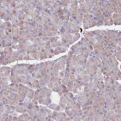 PREP Polyclonal Antibody:Antibodies, Polyclonal