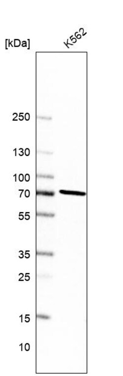 Invitrogen PREP Polyclonal Antibody 100 &mu;L | Buy Online | Invitrogen&trade; | Fisher Scientific