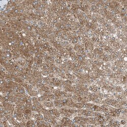 Invitrogen RMND1 Polyclonal Antibody 100 &mu;L; Unconjugated:Antibodies,