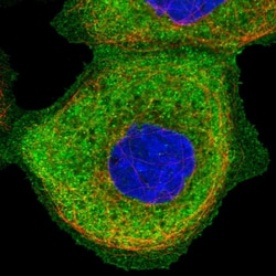 SNX9 Polyclonal Antibody:Antibodies, Polyclonal
