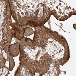 SNX9 Polyclonal Antibody:Antibodies, Polyclonal