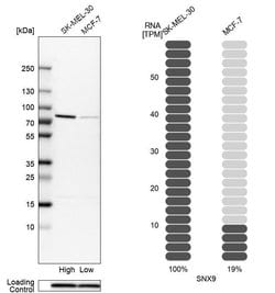 SNX9 Polyclonal Antibody:Antibodies, Polyclonal