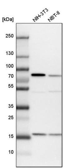 SNX9 Polyclonal Antibody:Antibodies, Polyclonal