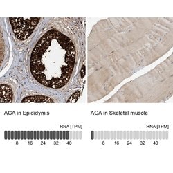 Invitrogen AGA Polyclonal Antibody 100 &mu;L; Unconjugated:Antibodies,