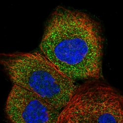 Invitrogen GTPBP2 Polyclonal Antibody 100 &mu;L; Unconjugated:Antibodies,