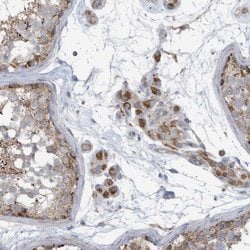 Invitrogen GTPBP2 Polyclonal Antibody 100 &mu;L; Unconjugated:Antibodies,