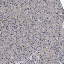 EXOC4 Polyclonal Antibody:Antibodies, Polyclonal