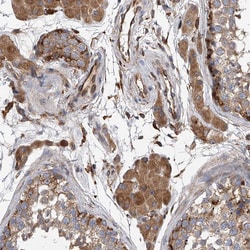EXOC4 Polyclonal Antibody:Antibodies, Polyclonal