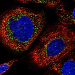 Invitrogen HLA-E Polyclonal Antibody 100 &mu;L; Unconjugated:Antibodies,