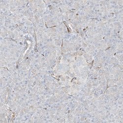 Invitrogen HLA-E Polyclonal Antibody 100 &mu;L; Unconjugated:Antibodies,