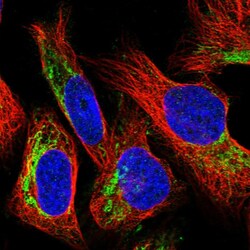 Invitrogen HRNR Polyclonal Antibody 100 &mu;L; Unconjugated:Antibodies,