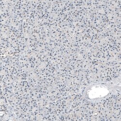 Invitrogen HRNR Polyclonal Antibody 100 &mu;L; Unconjugated:Antibodies,