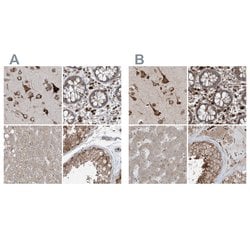 Invitrogen XTP3B Polyclonal Antibody 100 &mu;L; Unconjugated:Antibodies,