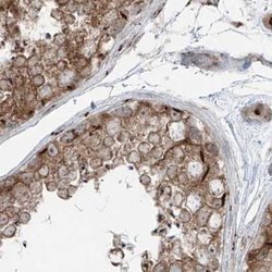Invitrogen XTP3B Polyclonal Antibody 100 &mu;L; Unconjugated:Antibodies,