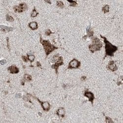 Invitrogen XTP3B Polyclonal Antibody 100 &mu;L; Unconjugated:Antibodies,