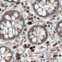 Invitrogen XTP3B Polyclonal Antibody 100 &mu;L; Unconjugated:Antibodies,