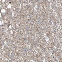 Invitrogen XTP3B Polyclonal Antibody 100 &mu;L; Unconjugated:Antibodies,
