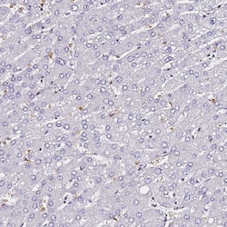 Invitrogen POLR1A Polyclonal Antibody 100 &mu;L; Unconjugated:Antibodies,