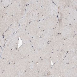 Invitrogen GMDS Polyclonal Antibody 100 &mu;L; Unconjugated:Antibodies,