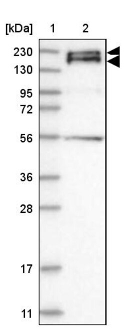 Invitrogen Synaptojanin 2 Polyclonal Antibody 100 &mu;L | Buy Online | Invitrogen&trade; | Fisher Scientific