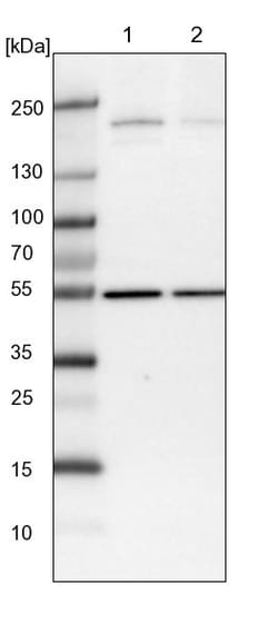 Invitrogen Synaptojanin 2 Polyclonal Antibody 100 &mu;L | Buy Online | Invitrogen&trade; | Fisher Scientific