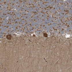 Invitrogen Synaptojanin 2 Polyclonal Antibody 100 &mu;L; Unconjugated:Antibodies,