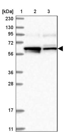 Invitrogen Lano Polyclonal Antibody 100 &mu;L; Unconjugated:Anticorps,